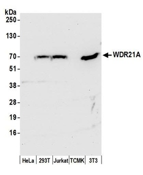 Rabbit anti-WDR21A Antibody