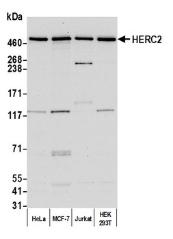 HERC2 Antibody