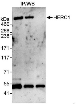 HERC1 Antibody