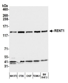 RENT1 Antibody