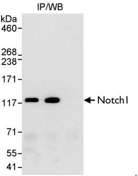Notch1 Antibody
