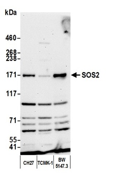 SOS2 Antibody