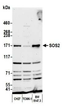 Rabbit anti-SOS2 Antibody