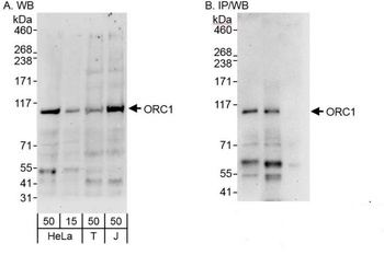 Rabbit anti-ORC1 Antibody