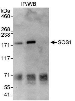 SOS1 Antibody