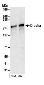 Drosha Antibody