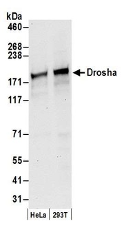 Rabbit anti-Drosha Antibody