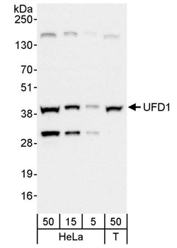Rabbit anti-UFD1 Antibody