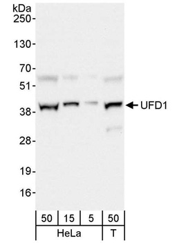 Rabbit anti-UFD1 Antibody