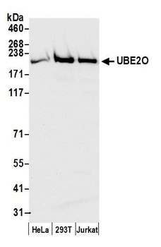 UBE2O Antibody