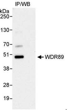 Rabbit anti-WDR89 Antibody