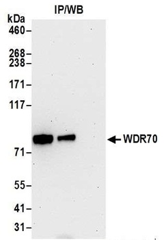 WDR70 Antibody