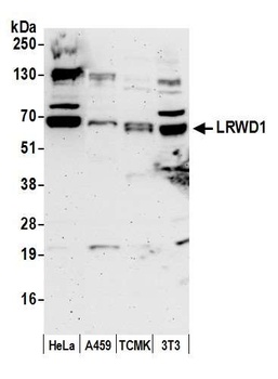 Rabbit anti-LRWD1 Antibody