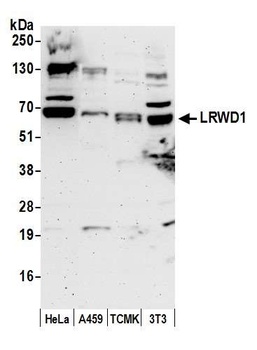 LRWD1 Antibody