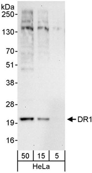 Rabbit anti-DR1 Antibody