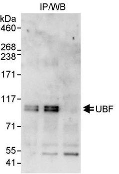 UBF Antibody