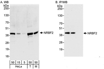 Rabbit anti-NRBF2 Antibody