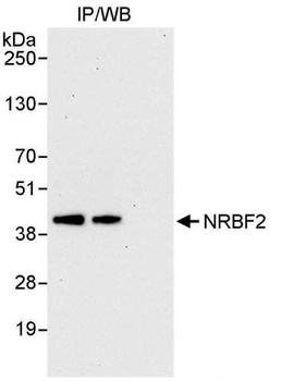 Rabbit anti-NRBF2 Antibody