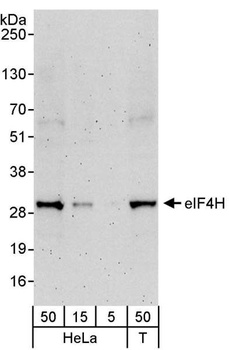 eIF4H Antibody