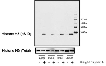 Rabbit anti-Phospho Histone H3 (S10) Antibody