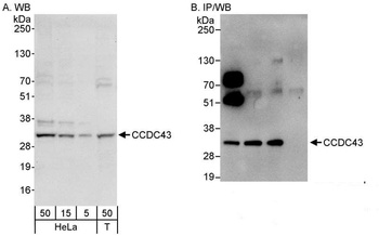 CCDC43 Antibody