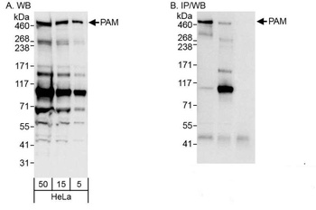 Rabbit anti-PAM Antibody