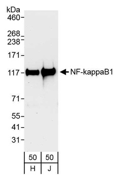 Rabbit anti-NF-kappaB1 Antibody