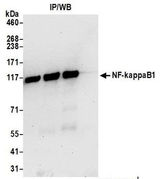 Rabbit anti-NF-kappaB1 Antibody