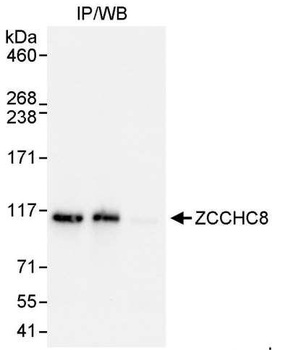 ZCCHC8 Antibody