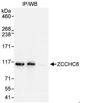 Rabbit anti-ZCCHC8 Antibody