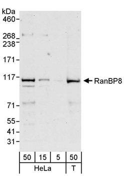 Rabbit anti-RanBP8 Antibody