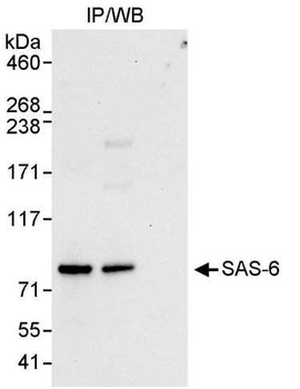SAS-6 Antibody