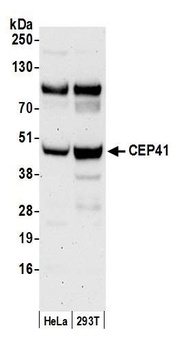 CEP41 Antibody