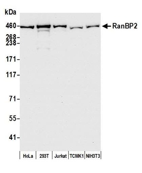 Rabbit anti-RanBP2 Antibody