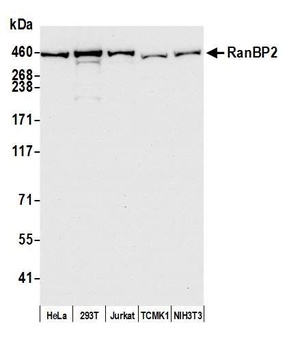 RanBP2 Antibody