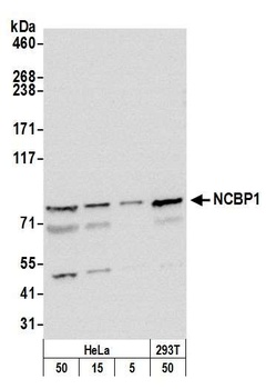 NCBP1/CBP80 Antibody