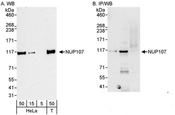 Rabbit anti-NUP107 Antibody