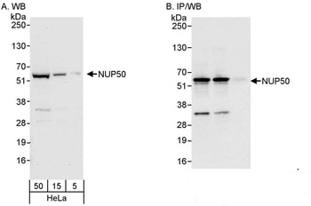 Rabbit anti-NUP50 Antibody