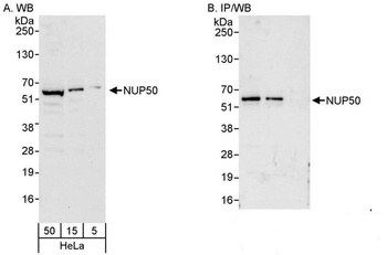 Rabbit anti-NUP50 Antibody
