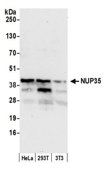 NUP35 Antibody