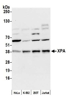 XPA Antibody