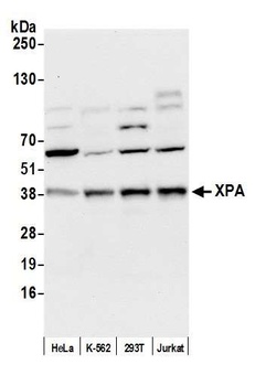 Rabbit anti-XPA Antibody