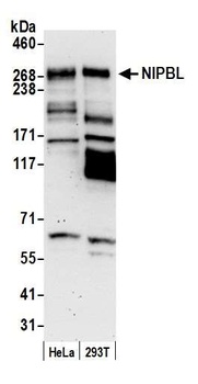 NIPBL Antibody