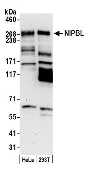 Rabbit anti-NIPBL Antibody