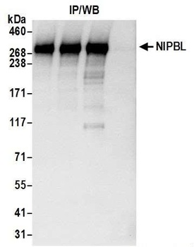 Rabbit anti-NIPBL Antibody