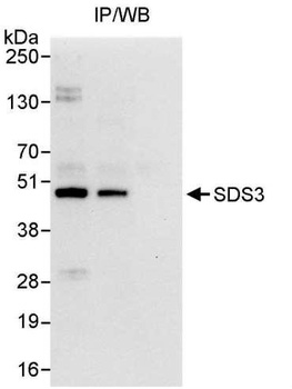 SDS3 Antibody