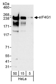Rabbit anti-eIF4G1/eIF4GI Antibody