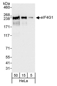 Rabbit anti-eIF4G1/eIF4GI Antibody