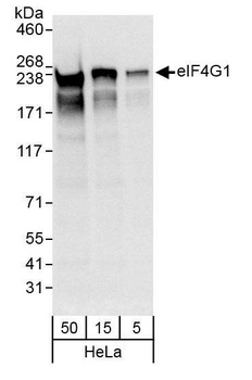 Rabbit anti-eIF4G1/eIF4GI Antibody