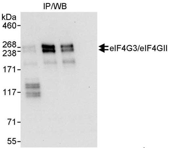 Rabbit anti-eIF4G3/eIF4GII Antibody